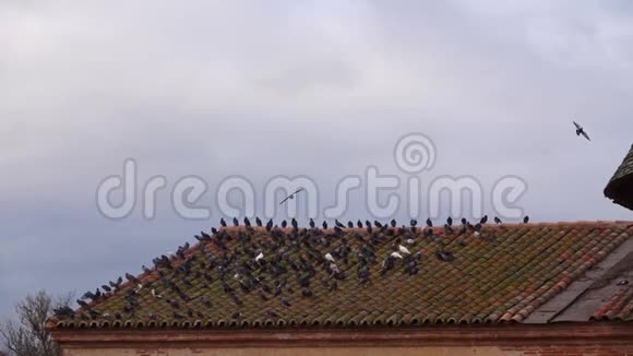 倾斜平铺屋顶斜坡上的鸽子视频的预览图