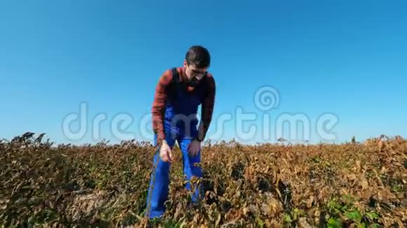 雄性栽培者对褪色的植物感到失望视频的预览图