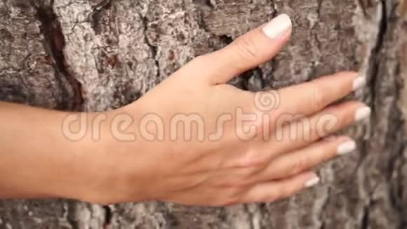 女孩抚摸一棵古树的树皮视频的预览图