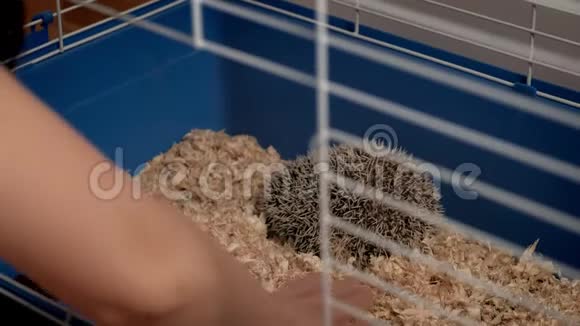 一个人把锯末放在刺猬宠物的笼子里视频的预览图