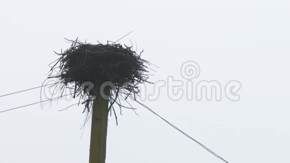 电线杆上的孤鹳鸟窝废弃的巢穴鹳鸟飞向温暖的气候4k视频的预览图