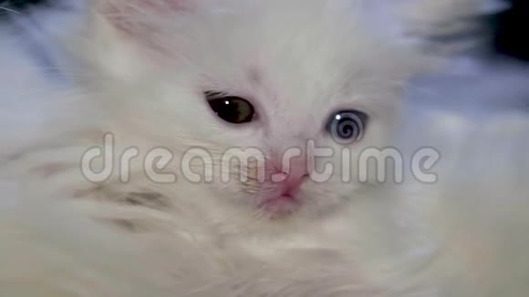 小白猫愤怒100英尺到25英尺视频的预览图