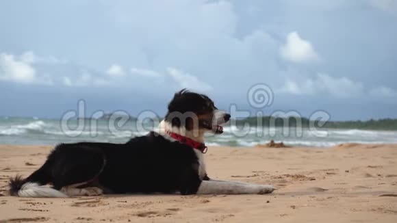 有趣的狗躺在海边的沙滩上视频的预览图