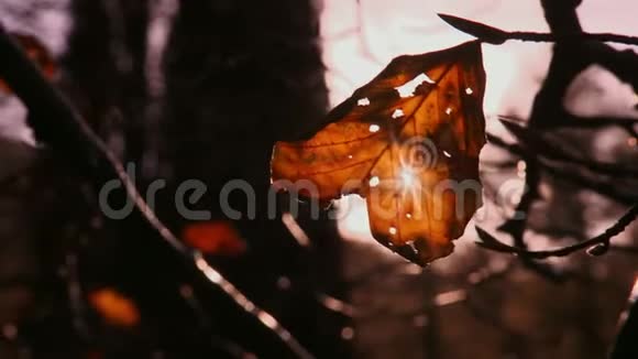 阳光穿过秋叶托利莫尔森林北爱尔兰视频的预览图