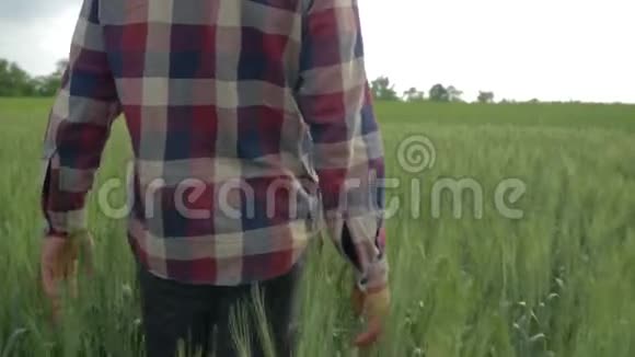 农学家在有机农场上抚摸绿色植物在大麦田里以近景为背景行走视频的预览图