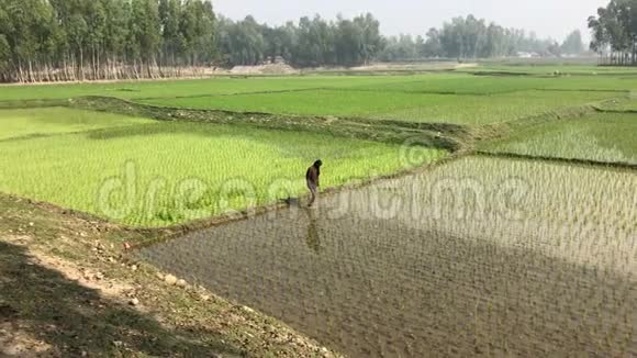 农夫穿过稻田使土壤变软视频的预览图