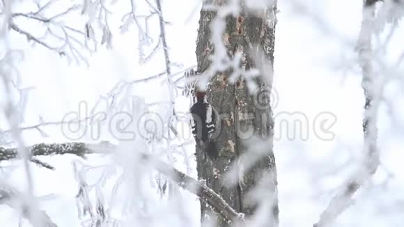 冬季早晨的啄木鸟会收集它的股票视频的预览图