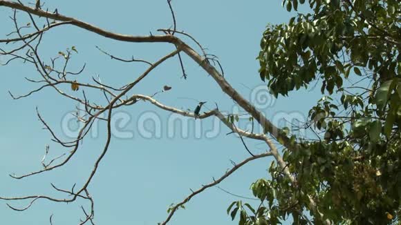 翠鸟在树枝上视频的预览图