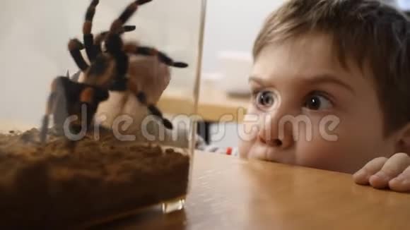 男孩在玻璃盒子里看到一只蜘蛛狼蛛视频的预览图