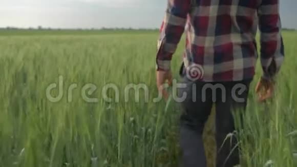 大麦作物农民的手触摸绿色植物的顶部在步行在美丽的种植园在田野上视频的预览图