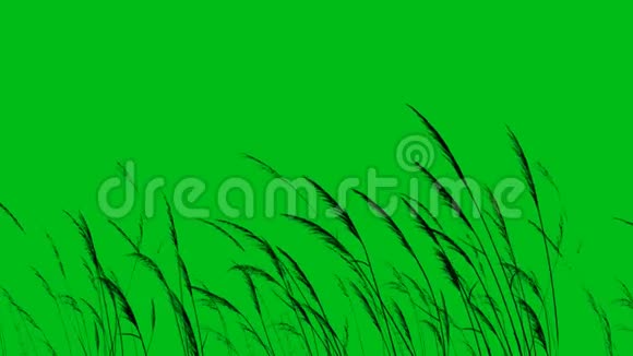 长草或小麦剪影吹在风绿幕4K循环视频的预览图