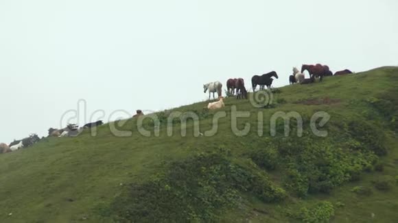 一群马和牛在山上的牧场里雾很大视频的预览图