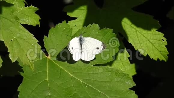 大白蝴蝶在夏天的阳光下温暖翅膀视频的预览图