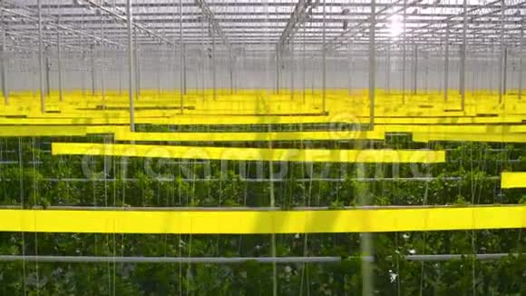 宽敞温室内番茄水动态自下而上视野视频的预览图