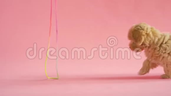 小狗在粉色背景上玩绳子视频的预览图