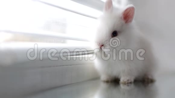一只白兔坐在窗台上视频的预览图
