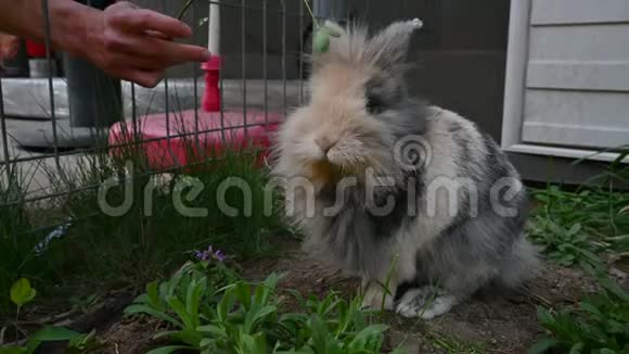 毛茸茸可爱的小兔子在户外时用手吃树叶视频的预览图