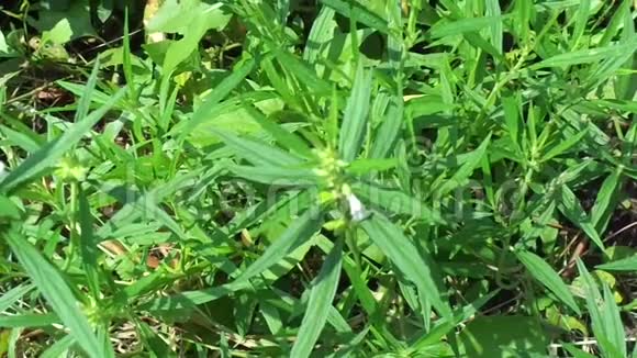 博雷里亚斯这种植物包括杂草很容易在田野中发现如印度尼西亚的田野这种植物有白花BB视频的预览图