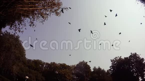 大量乌鸦在天空中乱飞古老的公园比卡纳尔视频的预览图