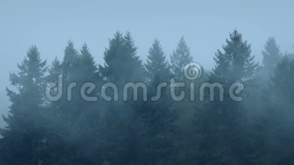 浓雾中的树梢视频的预览图