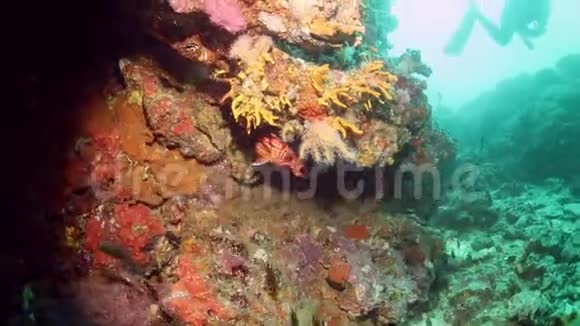 夏威夷红白条纹松鼠鱼和珊瑚石斑鱼视频的预览图