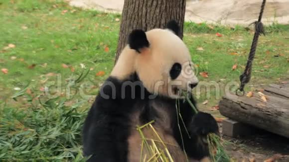 中国上海动物园珍稀大熊猫吃竹茎视频的预览图