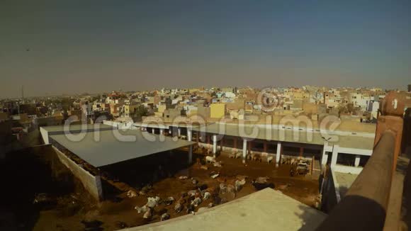 牛奶场许多奶牛在Bikaner中心的背景城市鸽子飞顶视图视频的预览图