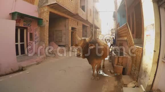 大牛站在印度狭窄的街道上摩托车行驶视频的预览图