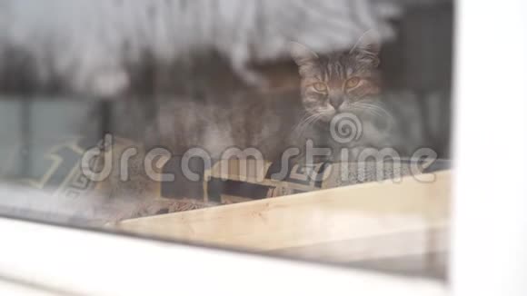 猫在家靠窗休息可爱的猫躺在窗后的沙发上在宁静的白天在家休息视频的预览图