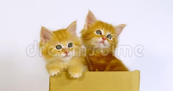 奶油斑缅因州家庭猫小猫在白底盒中玩耍法国诺曼底视频的预览图