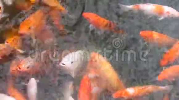 皇家锦鲤鲤鱼视频的预览图