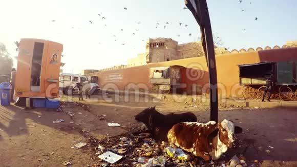 Caws躺在垃圾里朱纳加堡墙上的快餐店里视频的预览图