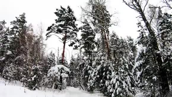 从右到左的半圆视图雪白的冬林正慢慢的下雪白雪覆盖的道路穿过森林视频的预览图