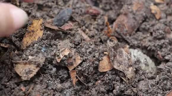 虫或犀牛甲虫生长在土壤中的雌性手农业园艺的农民昆虫作为食物食用视频的预览图