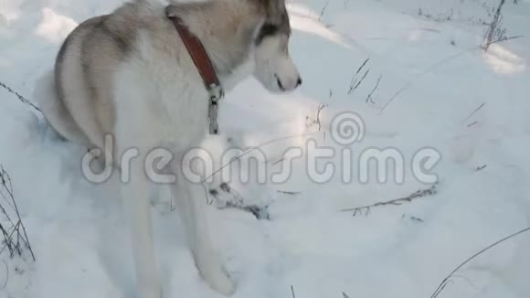 美丽的灰白狗坐在冬天的森林里的雪地里视频的预览图