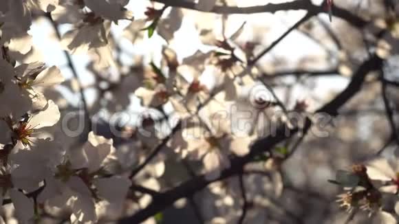 盛开的梅花树白色的花盘左视频的预览图