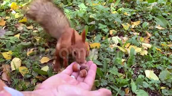 小红松鼠从手里拿了一颗榛子在公园里喂松鼠的人视频的预览图