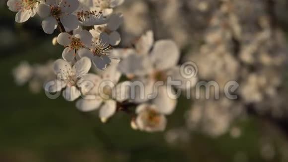 白花花苹果树的特写镜头视频的预览图