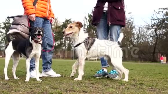 攻击性的雌性狗攻击一只年轻的雄性狗宠物和他们的主人在公园散步两个情妇视频的预览图