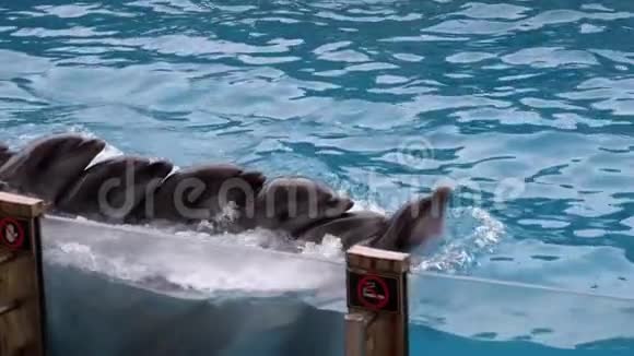 一群海豚在游泳池里的海豚馆游泳慢动作视频的预览图
