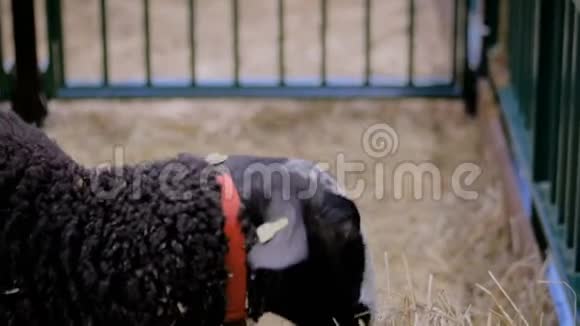 在农业动物展览会上吃干草的黑毛绒羊关门视频的预览图