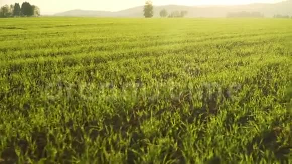 4k分辨率玉米地温暖的春日种植玉米在一个有着强烈阳光和群山的农业地视频的预览图