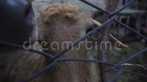 栅栏外的羊和小牛视频的预览图