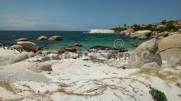 南非开普敦西蒙镇博尔德斯海滩的非洲企鹅视频的预览图