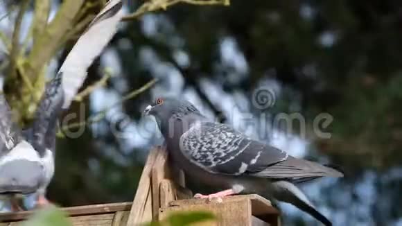 野鸽子在城市花园里觅食视频的预览图