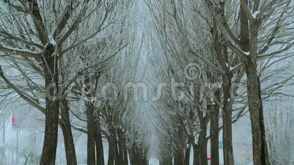 冬天小巷里美丽的白雪覆盖的树木放大视频的预览图