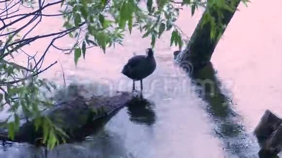 鸭子清理羽毛漂浮在湖里视频的预览图