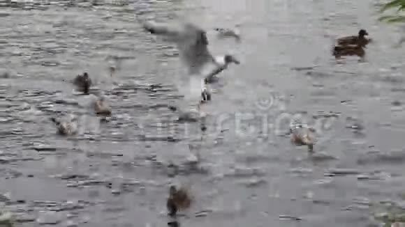 许多鸭子和海鸥在飞翔和漂浮视频的预览图