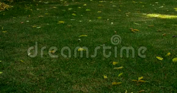 秋天时阳光反射在草坪上视频的预览图