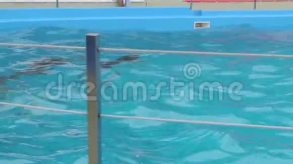 海豚在游泳池游泳视频的预览图